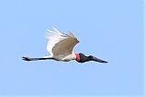 Jabiru